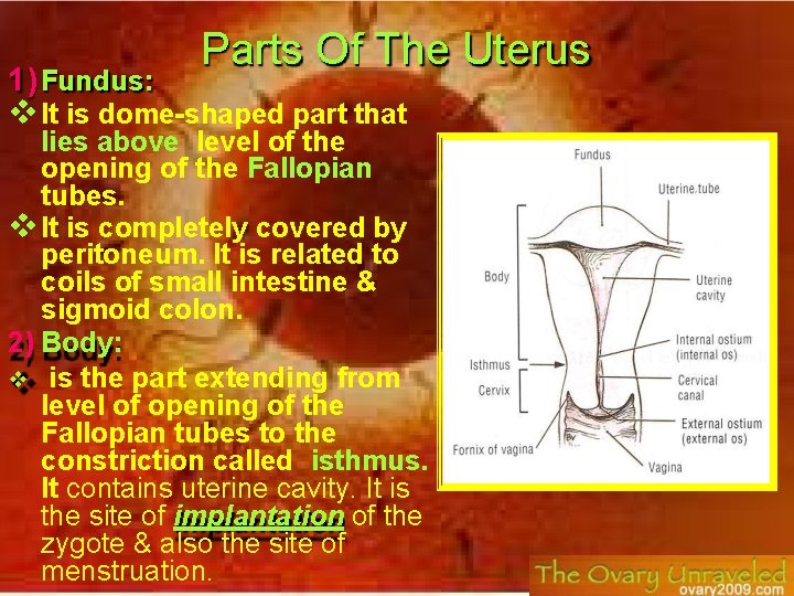 Parts Of The Uterus 1) Fundus: It is dome-shaped part that lies above level