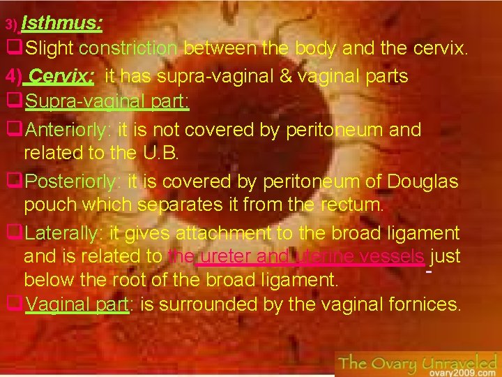 3) Isthmus: Slight constriction between the body and the cervix. 4) Cervix: it has