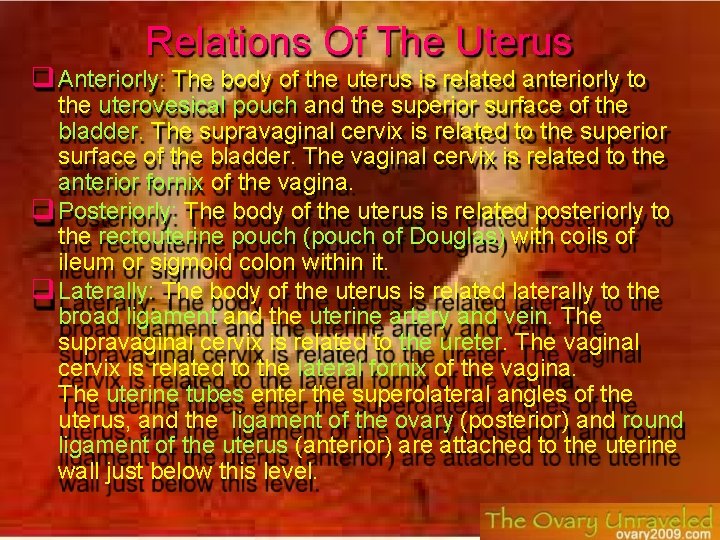 Relations Of The Uterus Anteriorly: The body of the uterus is related anteriorly to