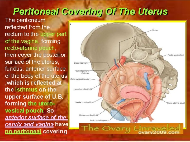 Peritoneal Covering Of The Uterus The peritoneum reflected from the rectum to the upper