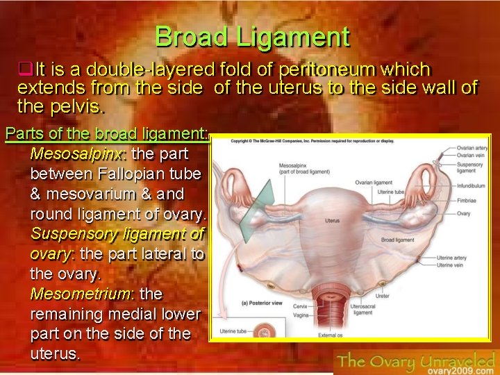 Broad Ligament It is a double-layered fold of peritoneum which extends from the side