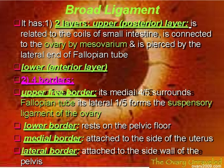 Broad Ligament It has: 1) 2 layers: upper (posterior) layer: is related to the