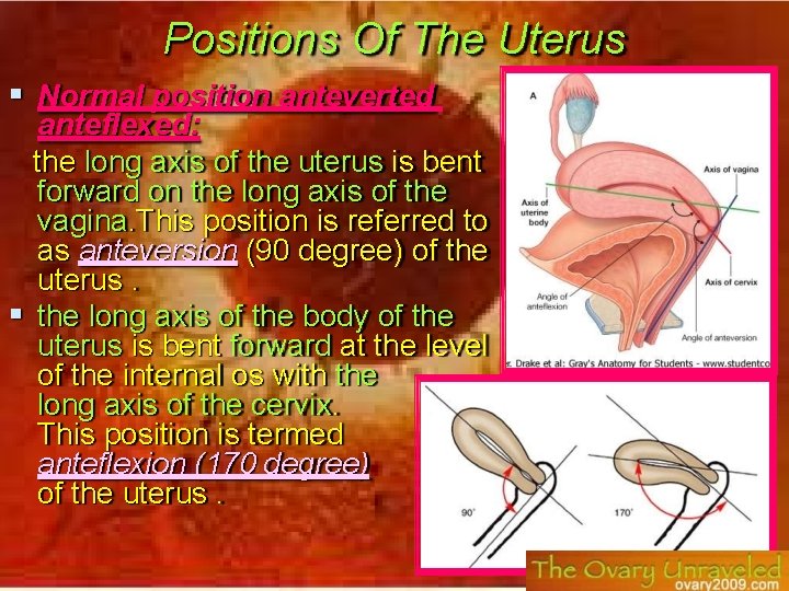 Positions Of The Uterus Normal position anteverted anteflexed: the long axis of the uterus