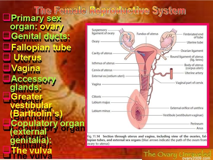  Primary sex organ: ovary Genital ducts: Fallopian tube Uterus Vagina Accessory glands: Greater