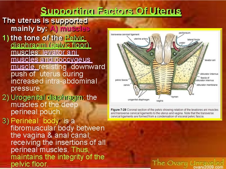 Supporting Factors Of Uterus The uterus is supported mainly by: A) muscles 1) the