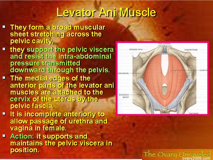 Levator Ani Muscle They form a broad muscular sheet stretching across the pelvic cavity,