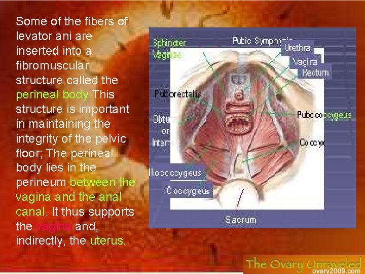 Some of the fibers of levator ani are inserted into a fibromuscular structure called