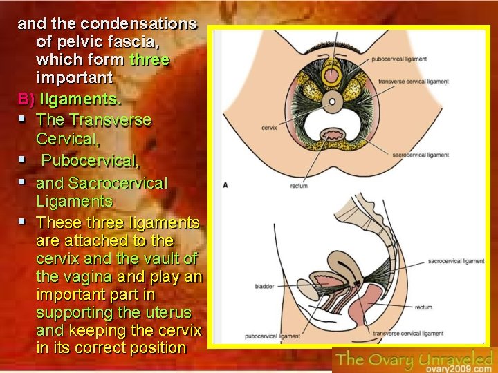 and the condensations of pelvic fascia, which form three important B) ligaments. The Transverse