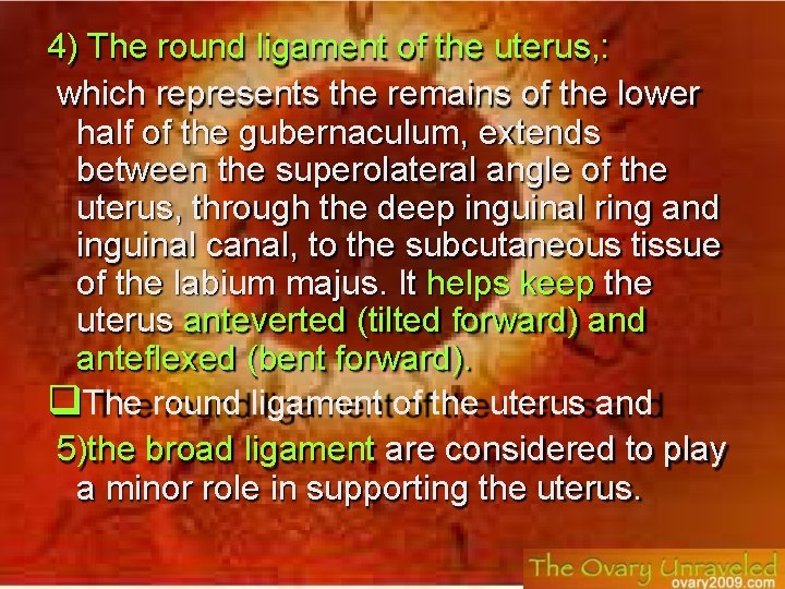 4) The round ligament of the uterus, : which represents the remains of the