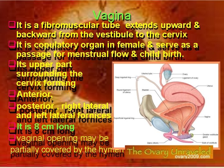 Vagina It is a fibromuscular tube extends upward & backward from the vestibule to