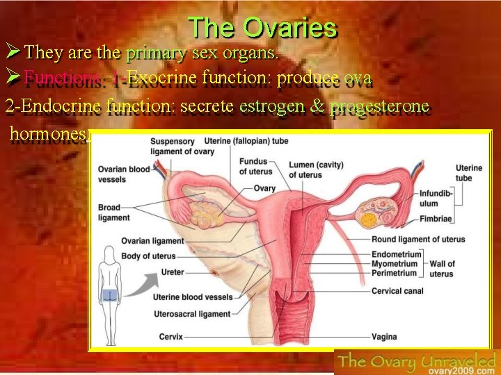 The Ovaries They are the primary sex organs. Functions: 1 -Exocrine function: produce ova