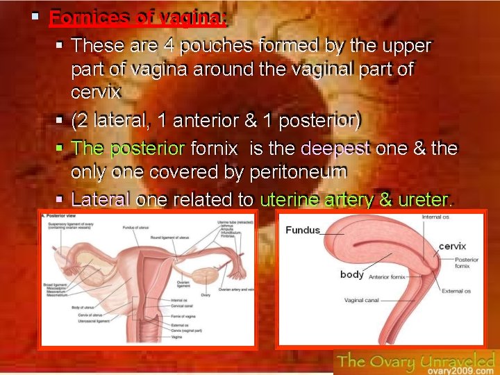  Fornices of vagina: These are 4 pouches formed by the upper part of