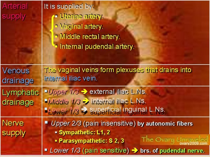 Arterial supply It is supplied by: Uterine artery. Vaginal artery. Middle rectal artery. Internal