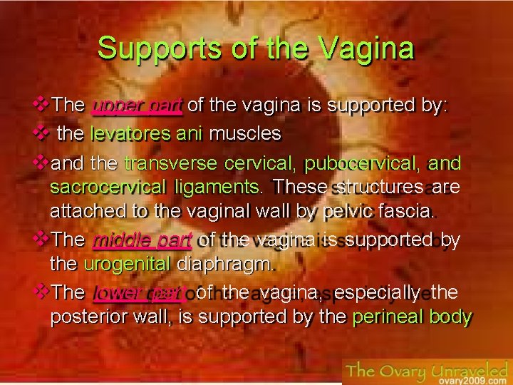 Supports of the Vagina The upper part of the vagina is supported by: the