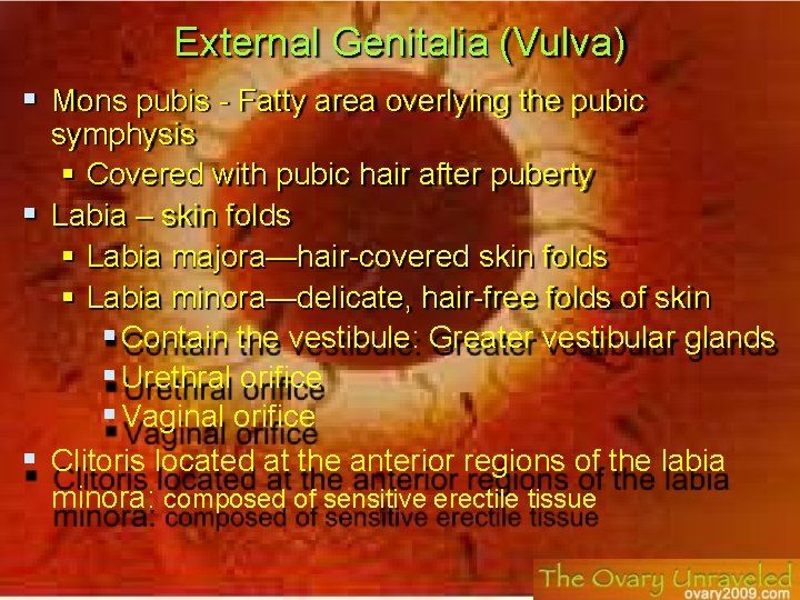 External Genitalia (Vulva) Mons pubis - Fatty area overlying the pubic symphysis Covered with