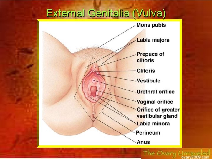External Genitalia (Vulva) 