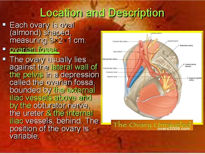 Location and Description Each ovary is oval (almond) shaped, measuring 3 2 1 cm.