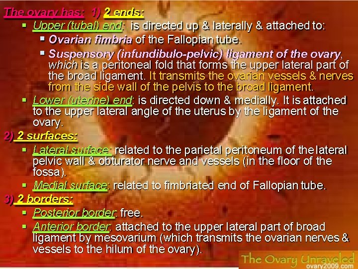 The ovary has: 1) 2 ends: Upper (tubal) end: is directed up & laterally