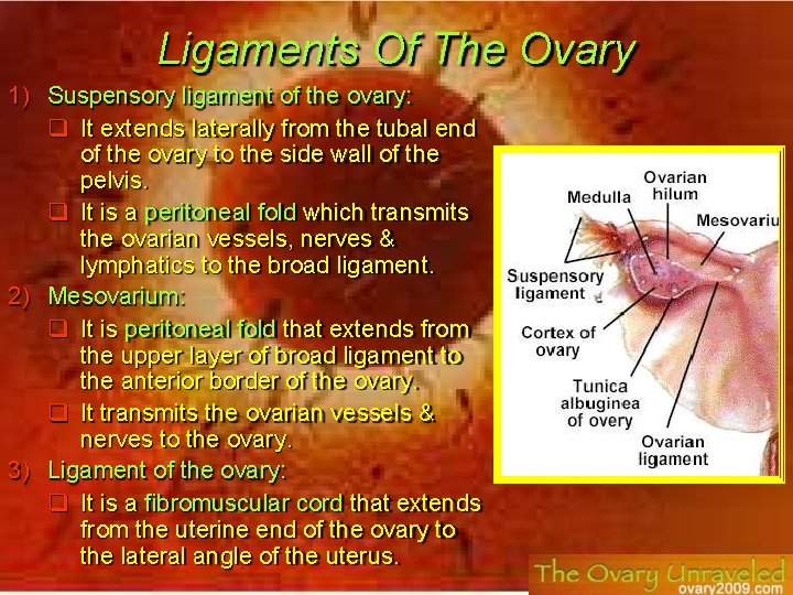 Ligaments Of The Ovary 1) Suspensory ligament of the ovary: It extends laterally from