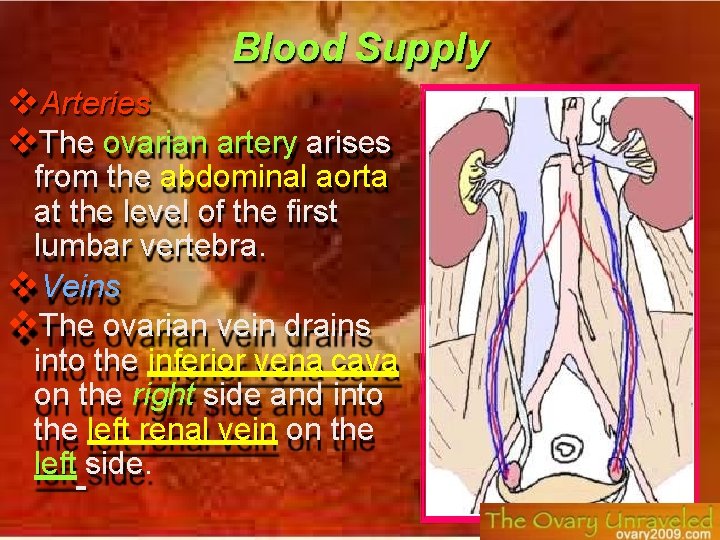 Blood Supply Arteries The ovarian artery arises from the abdominal aorta at the level