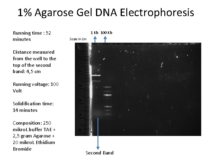 1% Agarose Gel DNA Electrophoresis Running time : 52 minutes 1 Kb 100 Kb