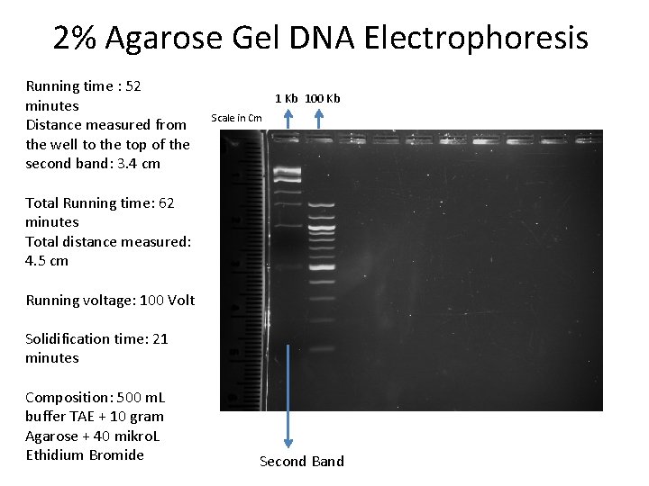 2% Agarose Gel DNA Electrophoresis Running time : 52 minutes Distance measured from the