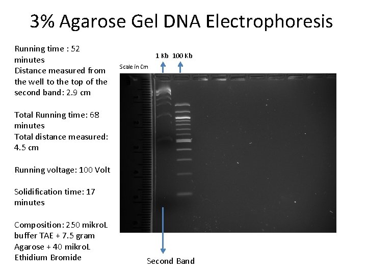 3% Agarose Gel DNA Electrophoresis Running time : 52 minutes Distance measured from the