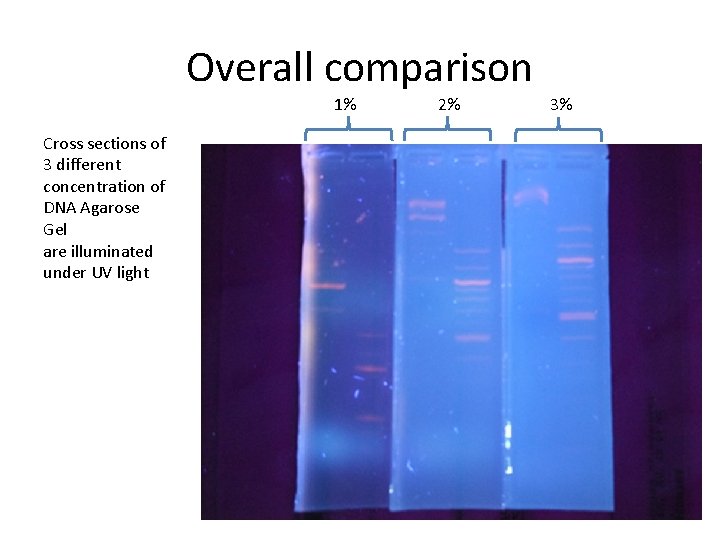 Overall comparison 1% Cross sections of 3 different concentration of DNA Agarose Gel are