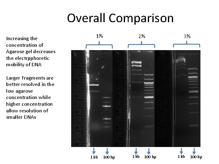 Overall Comparison Increasing the concentration of Agarose gel decreases the electrpphoretic mobility of DNA