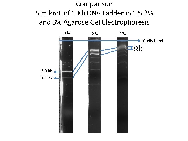 Comparison 5 mikro. L of 1 Kb DNA Ladder in 1%, 2% and 3%