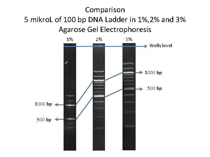 Comparison 5 mikro. L of 100 bp DNA Ladder in 1%, 2% and 3%