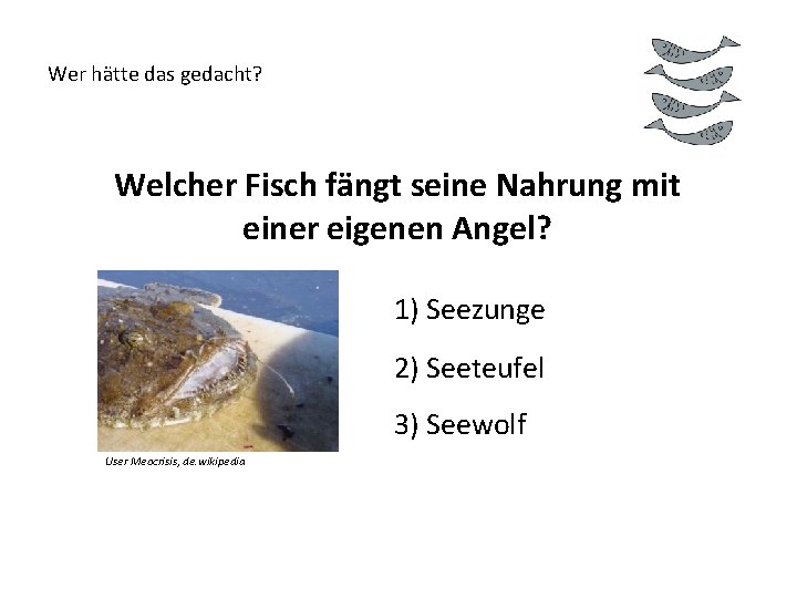 Wer hätte das gedacht? Welcher Fisch fängt seine Nahrung mit einer eigenen Angel? 1)