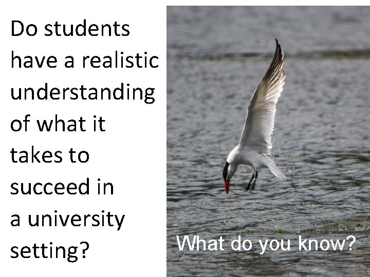 Do students have a realistic understanding of what it takes to succeed in a