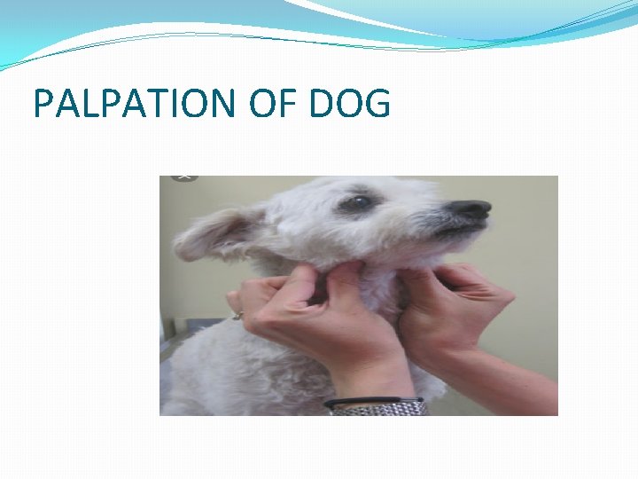 PALPATION OF DOG 