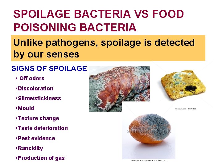 SPOILAGE BACTERIA VS FOOD POISONING BACTERIA Unlike pathogens, spoilage is detected by our senses