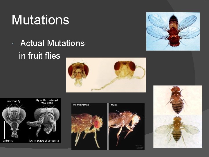 Mutations Actual Mutations in fruit flies 
