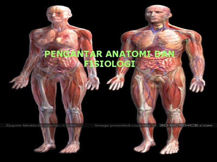 PENGANTAR ANATOMI DAN FISIOLOGI 