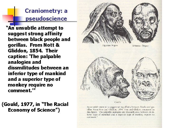 Craniometry: a pseudoscience “An unsubtle attempt to suggest strong affinity between black people and