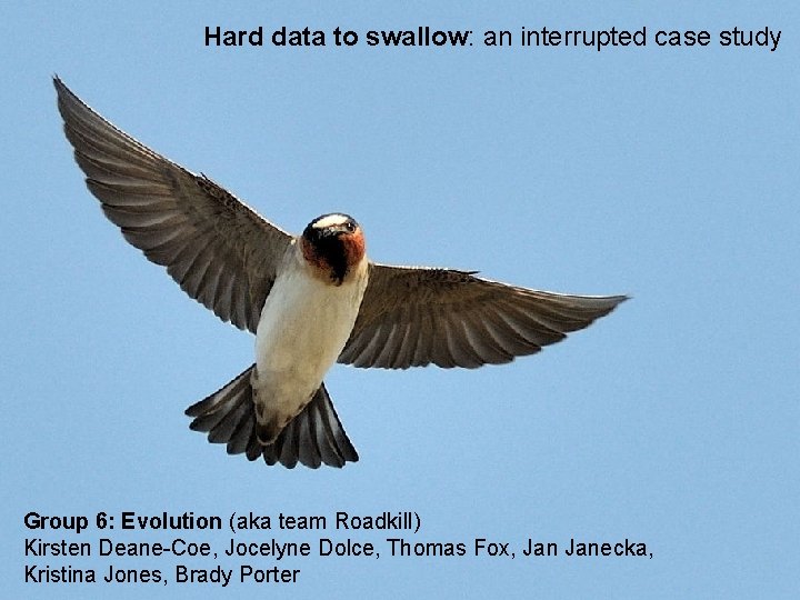 Hard data to swallow: an interrupted case study Group 6: Evolution (aka team Roadkill)