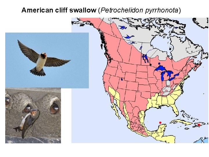 American cliff swallow (Petrochelidon pyrrhonota) 