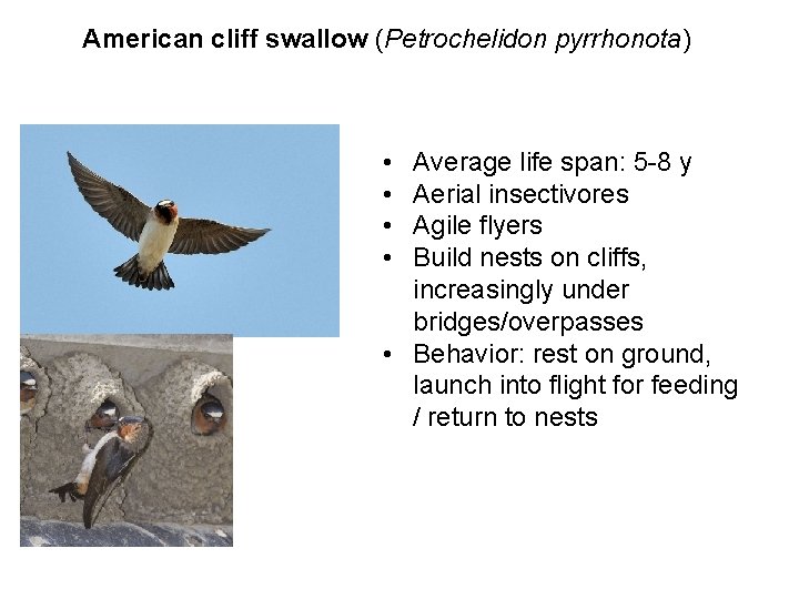 American cliff swallow (Petrochelidon pyrrhonota) • • Average life span: 5 -8 y Aerial
