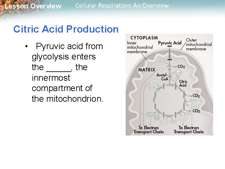 Lesson Overview Cellular Respiration: An Overview Citric Acid Production • Pyruvic acid from glycolysis Lesson Overview Cellular Respiration: An Overview Citric Acid Production • Pyruvic acid from glycolysis