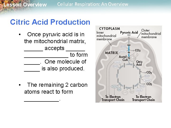 Lesson Overview Cellular Respiration: An Overview Citric Acid Production • Once pyruvic acid is Lesson Overview Cellular Respiration: An Overview Citric Acid Production • Once pyruvic acid is