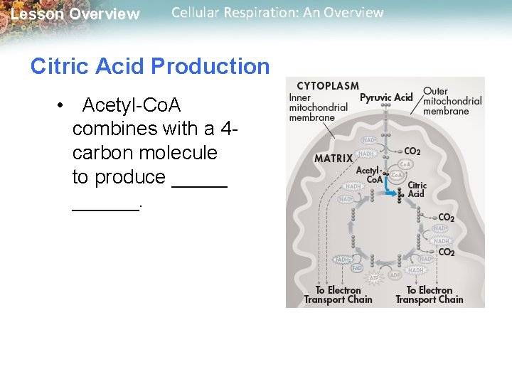 Lesson Overview Cellular Respiration: An Overview Citric Acid Production • Acetyl-Co. A combines with Lesson Overview Cellular Respiration: An Overview Citric Acid Production • Acetyl-Co. A combines with