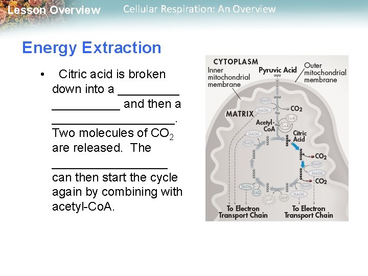 Lesson Overview Cellular Respiration: An Overview Energy Extraction • Citric acid is broken down Lesson Overview Cellular Respiration: An Overview Energy Extraction • Citric acid is broken down