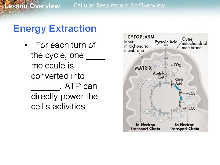 Lesson Overview Cellular Respiration: An Overview Energy Extraction • For each turn of the Lesson Overview Cellular Respiration: An Overview Energy Extraction • For each turn of the