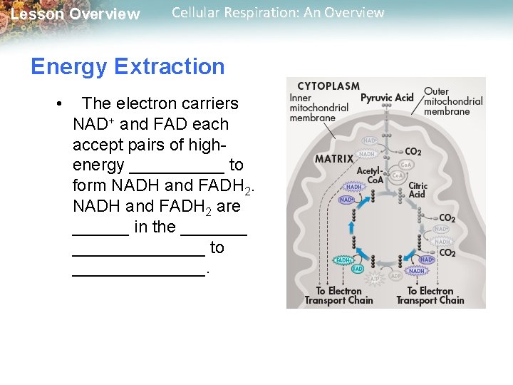 Lesson Overview Cellular Respiration: An Overview Energy Extraction • The electron carriers NAD+ and Lesson Overview Cellular Respiration: An Overview Energy Extraction • The electron carriers NAD+ and