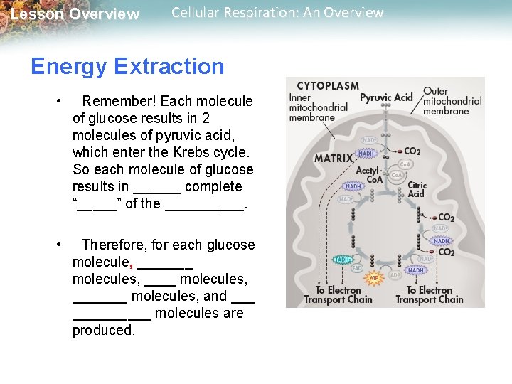 Lesson Overview Cellular Respiration: An Overview Energy Extraction • Remember! Each molecule of glucose Lesson Overview Cellular Respiration: An Overview Energy Extraction • Remember! Each molecule of glucose