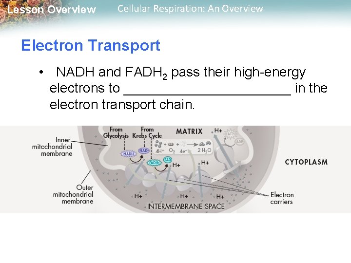 Lesson Overview Cellular Respiration: An Overview Electron Transport • NADH and FADH 2 pass Lesson Overview Cellular Respiration: An Overview Electron Transport • NADH and FADH 2 pass