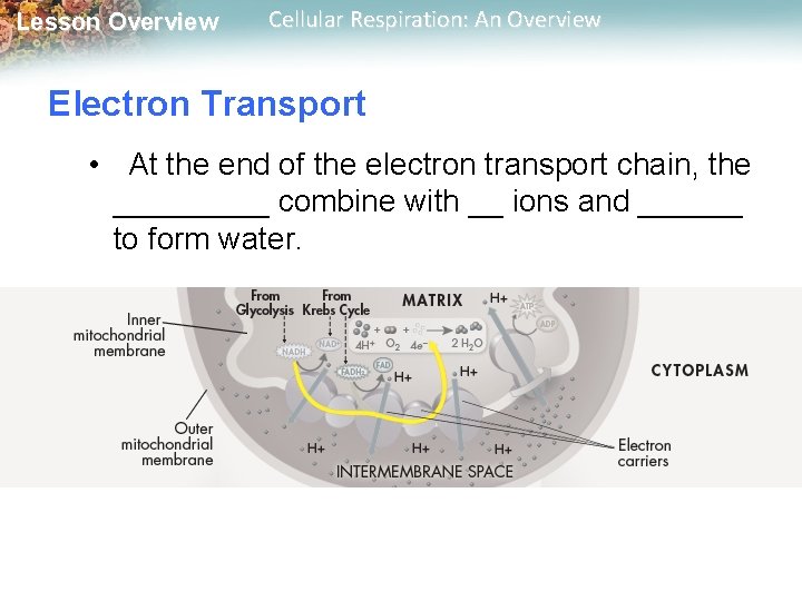 Lesson Overview Cellular Respiration: An Overview Electron Transport • At the end of the Lesson Overview Cellular Respiration: An Overview Electron Transport • At the end of the